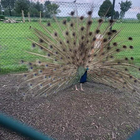 Lena Semesterbostad Dreumel