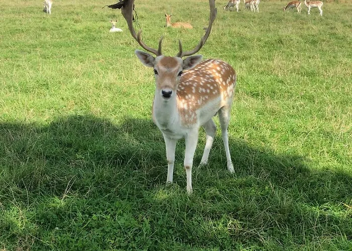 בית נופש Lena Dreumel