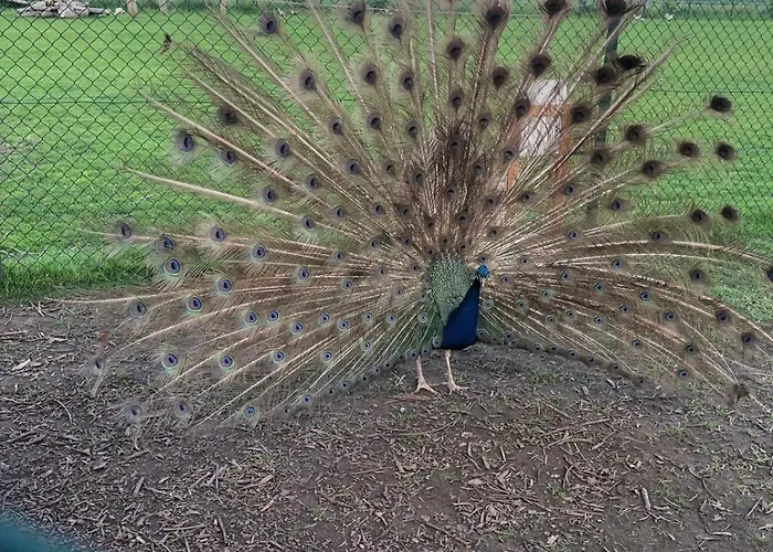 Lena בית נופש Dreumel